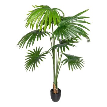Washingtonia x8 leaves, ca 150cm green,in plastic pot 15.5x14.5cm,black, with soil