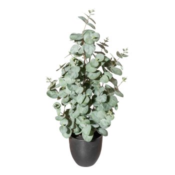 Eucalypthus,ca 60cm, green-grey, in plastic pot 13.5x13cm, with soil