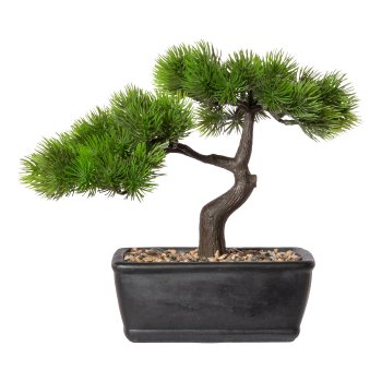 Bonsai larch x2, ca. 23x25cm, in cement bowl 15x12x6cm black with ornamental gravel