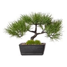 Bonsai pine x3, ca 23x30cm, in