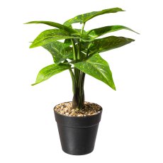 Alocasia zebrina plant x9 bl., ca 30cm, in plastic pot black 10x9cm