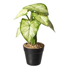 Caladium plant x9 fl. green-white, ca 30cm, in plastic pot black 10x9cm