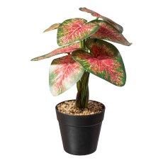Caladium plant x9 fl. green-red ca 30cm, in plastic pot black 10x9cm
