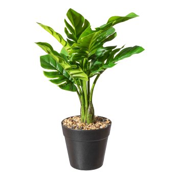Splitphilodendron x9 Bl.,ca 30cm, im Kunststofftopf schwarz 10x9cm