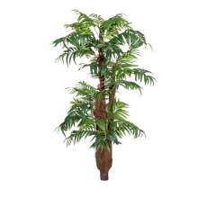Areca palm x5, approx 150cm, green, w. coco