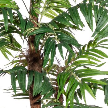 Areca palm x5, approx 150cm, green, w. coco in ceramic pot white 23cm with moss