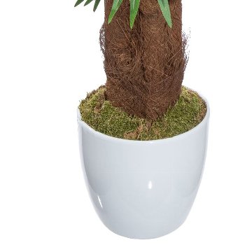 Areca palm x5, approx 150cm, green, w. coco in ceramic pot white 23cm with moss