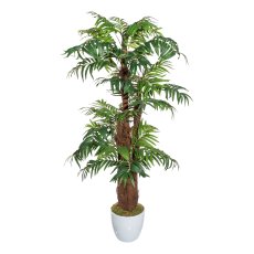 Areca palm x5, approx 150cm, green, w. coco in ceramic pot white 23cm with moss