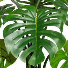 Splitphilodendron x8 leaves, ca 90cm, in black plastic pot 15x12.5cm