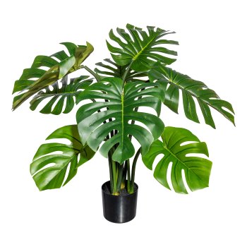 Splitphilodendron x8 leaves, ca 90cm, in black plastic pot 15x12.5cm