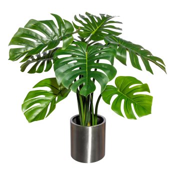 Splitphilodendron x8 leaves, ca 90cm, in black plastic pot 15x12.5cm