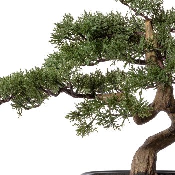 Bonsai Pine ca. 40x40cm, In plastic bowl 22x15x6cm, black, plastic