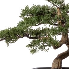 Bonsai Pine ca. 40x40cm, In plastic bowl 22x15x6cm, black, plastic