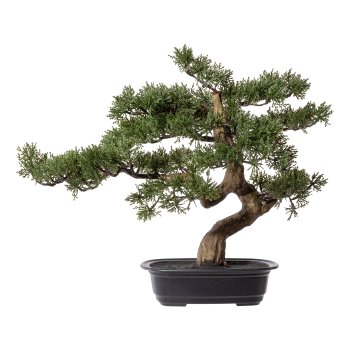 Bonsai Pine ca. 40x40cm, In plastic bowl 22x15x6cm, black, plastic