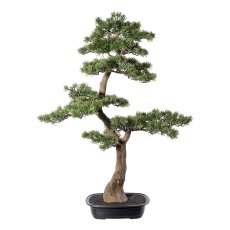 Bonsai Pine ca. 40x40 cm, In