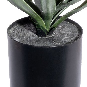 Yucca x49, ca 48cm, green-red, in plastic pot 12.5x11.5cm black