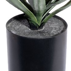 Yucca x49, ca 48cm, green-red, in plastic pot 12.5x11.5cm black