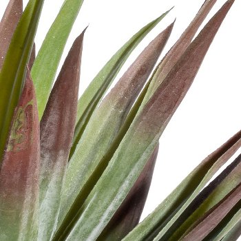 Yucca x49, ca 48cm, green-red, in plastic pot 12.5x11.5cm black