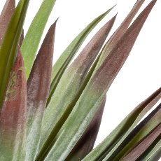 Yucca x49, ca 48cm, green-red, in plastic pot 12.5x11.5cm black