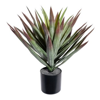 Yucca x49, ca 48cm, green-red, in plastic pot 12.5x11.5cm black