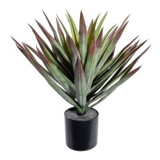 Yucca x49,ca 48cm green-red, in plastic pot 12,5x11,5cm black