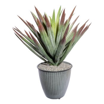Yucca x49, ca 48cm, green-red, in plastic pot 12.5x11.5cm black