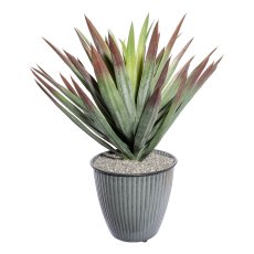 Yucca x49, ca 48cm, green-red, in plastic pot 12.5x11.5cm black