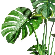 Splitphilodendron x3, 14 leaves, ca 120cm green in plastic pot 15x13cm black