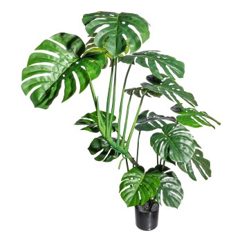 Splitphilodendron x3, 14 leaves, ca 120cm green in plastic pot 15x13cm black