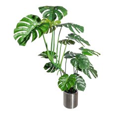 Splitphilodendron x3, 14 leaves, ca 120cm green in plastic pot 15x13cm black