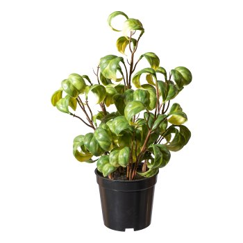 Ficus Barok, ca 33cm green-yellow in plastic pot 11x10cm