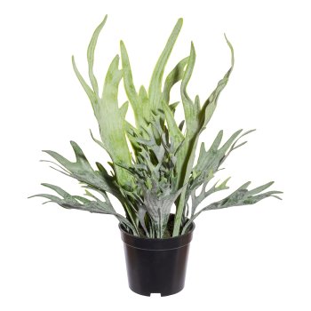 Platycerium mix pot,ca 40cm green in plastic pot 11x10cm