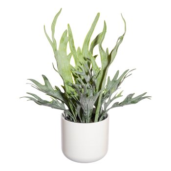 Platycerium mix pot,ca 40cm green in plastic pot 11x10cm