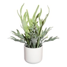 Platycerium mix pot,ca 40cm green in plastic pot 11x10cm