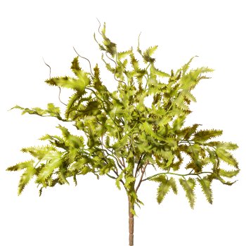 Lygodium bush x5,ca 35cm green (Japanese climbing fern)