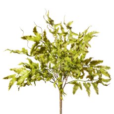 Lygodium bush x5,ca 35cm green