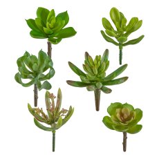 Succulent Mix 6 assorted, Ca. 10cm, green, 24/Box
