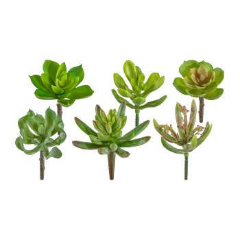 Succulent Mix 6 assorted, Ca. 10cm, green, 24/Box