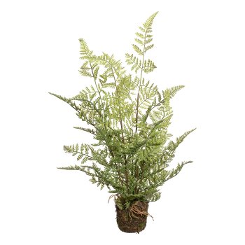 Ferns, 3 Assorted, ca. 22cm, On A Soil Ball 7,5x7,5cm with Root