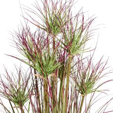 Cyprus grass bush x7,ca 95cm green-red in plastic pot black 14x12.5cm