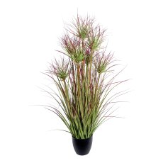 Cyprus grass bush x7,ca 95cm green-red in plastic pot black 14x12,5cm