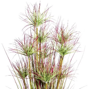 Cyprus grass bush x9,ca 125cm green-red in plastic pot black 18x17cm