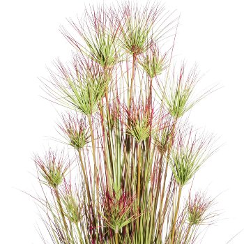 Cyprus grass bush x16,ca 180cm green-red in plastic pot black 24x20cm
