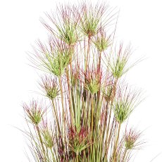 Cyprus grass bush x16,ca 180cm green-red in plastic pot black 24x20cm