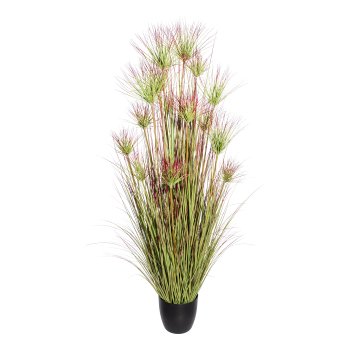 Cyprus grass bush x16,ca 180cm green-red in plastic pot black 24x20cm