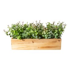 Eucalyptus plastic, about 16cm green-pink in wooden box 30x9x7cm natural with gravel