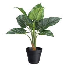 Anthuriumpflanze x10 Blätter ca 45cm grün,im Kunststofftopf 12,5x11cm mit Erde