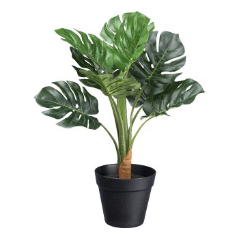 Splitphilodendron x10 leaves ca 45cm green,in plastic pot 12,5x11cm with soil