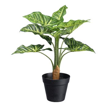 Syngonium plant x10 leaves ca 45cm green,in plastic pot 12,5x11cm with soil