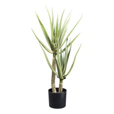 Aloe vera x2, 27 Blätter ca 105cm grün,im Kunststofftopf 19x17,5cm mit Erde